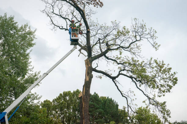 Trusted Jennerstown, PA Tree Service Experts